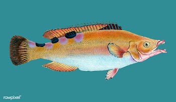 Vintage fish illustration | Free stock vector - 504648