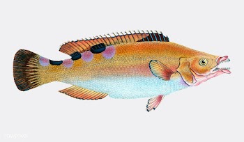 Vintage fish illustration | Free stock vector - 504649