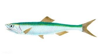Vintage fish illustration | Free stock vector - 504650