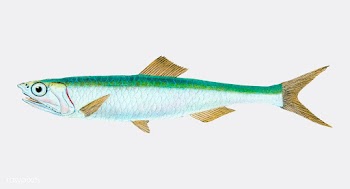 Vintage fish illustration | Free stock vector - 504651