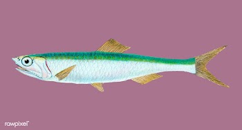 Vintage fish illustration | Free stock vector - 504652