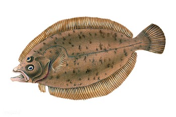 Vintage fish illustration | Free stock vector - 504653
