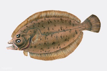Vintage fish illustration | Free stock vector - 504654