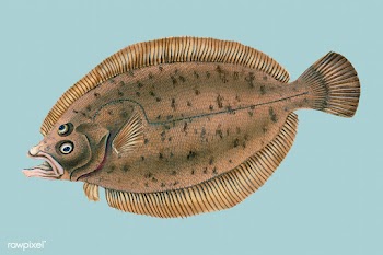 Vintage fish illustration | Free stock vector - 504655