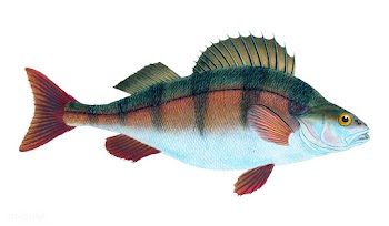 Vintage fish illustration | Free stock vector - 504656