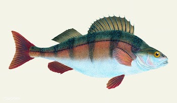 Vintage fish illustration | Free stock vector - 504657
