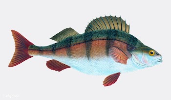 Vintage fish illustration | Free stock vector - 504658