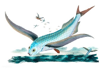Vintage fish illustration | Free stock vector - 504661