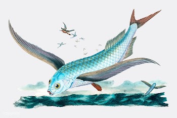 Vintage fish illustration | Free stock vector - 504662