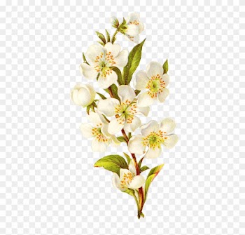 Vintage Flower Bouquet Png Isolated Transparent Background - Cherry Blossom Botanical Artwork