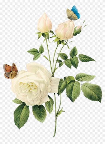 Vintage Flower Clipart Rose Garden - White Rose Png