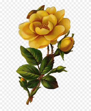 Vintage Flower Clipart Yellow Rose - Vintage Yellow Rose Png
