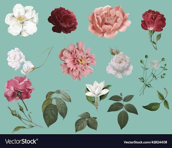 vintage flower drawings