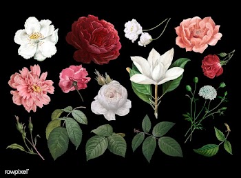 Vintage flower drawings | Free stock vector - 583044