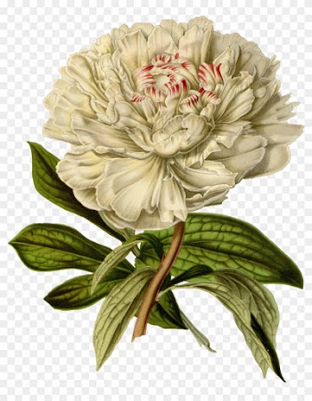 Vintage Flower Png - Peony Botanical Illustration Print
