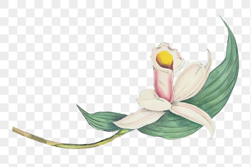 Vintage flower png sticker, buff-tailed | Free PNG - rawpixel