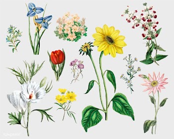 Vintage flower set | Free stock vector - 559020