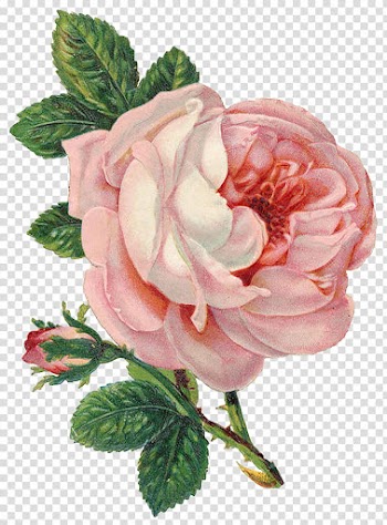 Vintage Flowers, pink flowers transparent background PNG clipart