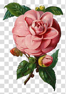 Vintage Flowers, pink petaled flowers transparent background PNG clipart