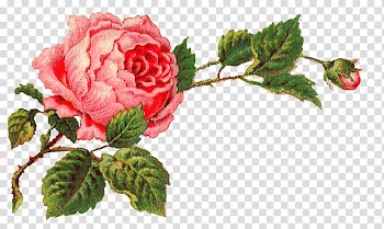 Vintage Flowers, red flower transparent background PNG clipart