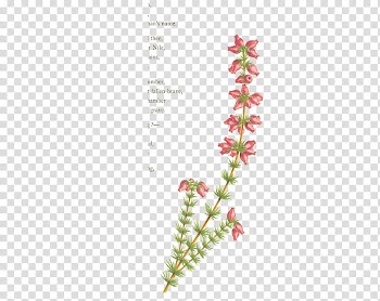 Vintage Flowers, red flowers transparent background PNG clipart