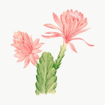 Vintage German empress cactus illustration, | Free Photo Illustration - rawpixel