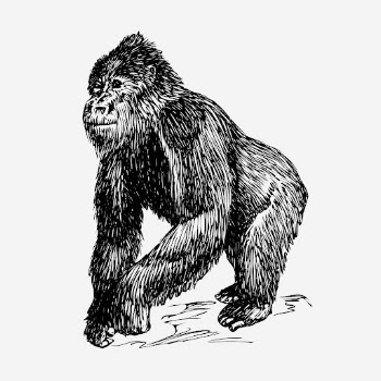 Vintage gorilla, wild animal clipart. | Free Photo Illustration - rawpixel
