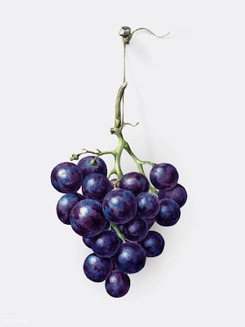 Vintage grape | Free stock vector - 481303