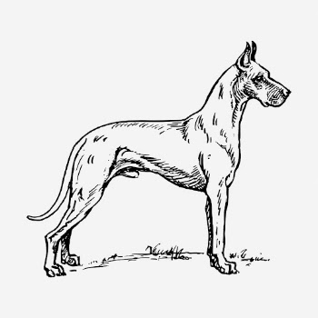 Vintage Great Dane, dog illustration. | Free Photo Illustration - rawpixel