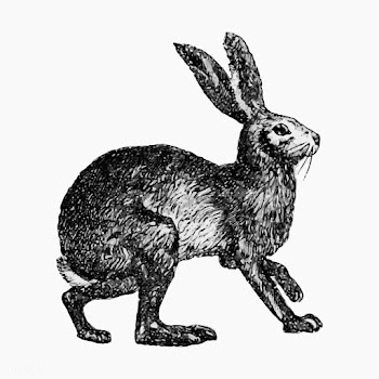 Vintage hare illustration | Free stock vector - 556361