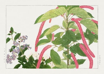 Vintage heliotrope & acalypha flower, | Free Photo Illustration - rawpixel