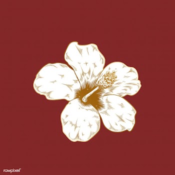 Vintage hibiscus drawing | Free stock vector - 553229