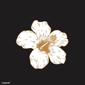 Vintage hibiscus drawing | Free stock vector - 553236