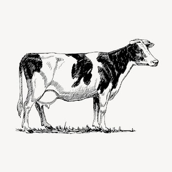 Vintage Holstein cow, farm vintage | Free Vector Illustration - rawpixel
