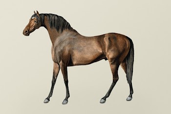 Vintage horse illustration, remixed from… | Free stock illustration | High Resolution graphic