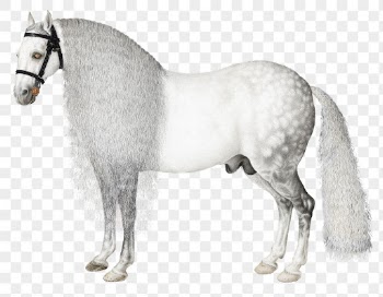 Vintage horse png sticker, white | Free PNG Sticker - rawpixel