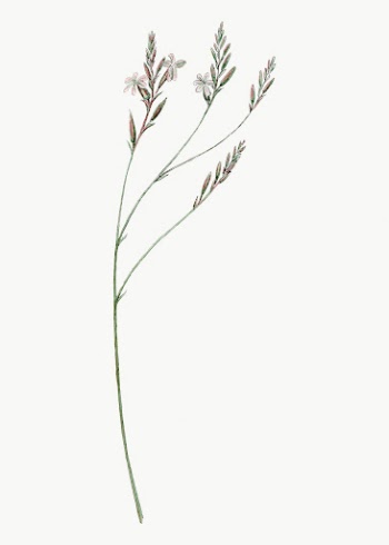 Vintage Howarthia drawing, classic floral | Free Photo - rawpixel
