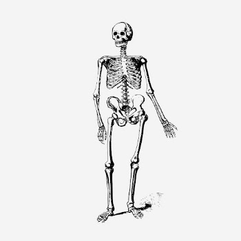Vintage human skeleton, anatomy illustration. | Free Photo Illustration - rawpixel