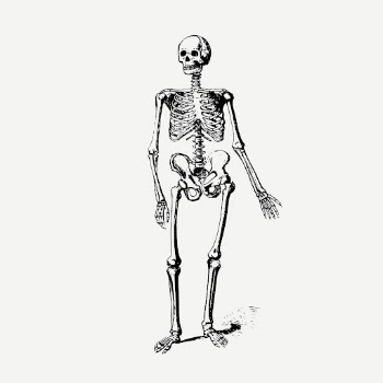 Vintage human skeleton, anatomy illustration | Free PSD Illustration - rawpixel