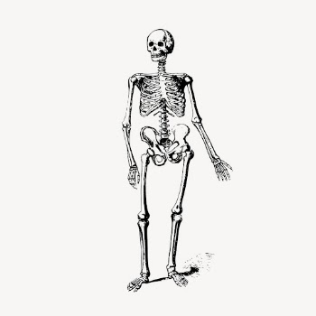 Vintage human skeleton, anatomy illustration | Free Vector Illustration - rawpixel