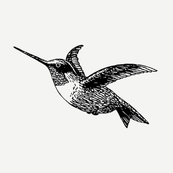 Vintage hummingbird, animal clipart psd. | Free PSD Illustration - rawpixel