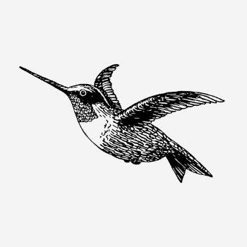 Vintage hummingbird, animal illustration. Free | Free Photo Illustration - rawpixel