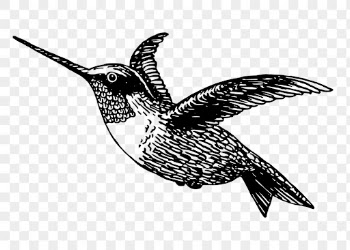 Vintage hummingbird png, animal clipart, | Free PNG Illustration - rawpixel