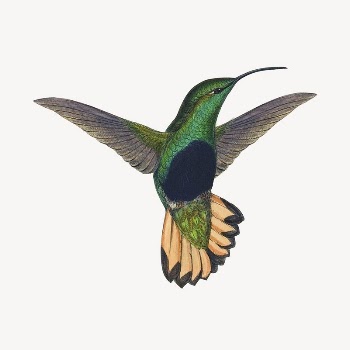Vintage hummingbird sticker, animal illustration | Free PSD - rawpixel