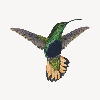 Vintage hummingbird sticker, animal illustration | Free Vector - rawpixel