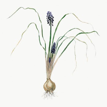 Vintage Hyacinth drawing, classic floral | Free Photo - rawpixel