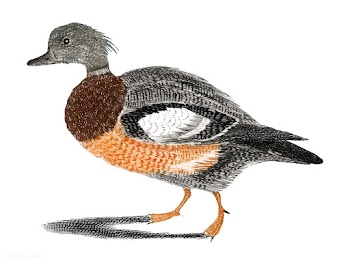 Vintage illustration of a duck | Free stock vector - 515014