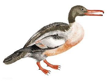 Vintage illustration of a Duck | Free stock vector - 515054