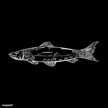 Vintage illustration of a fish | Free stock vector - 324708