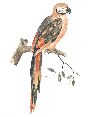 Vintage illustration of a Parrot on a Branch | Free stock vector - 514817